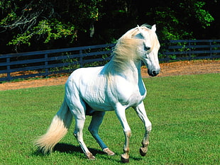 white horse in shallow focus lens